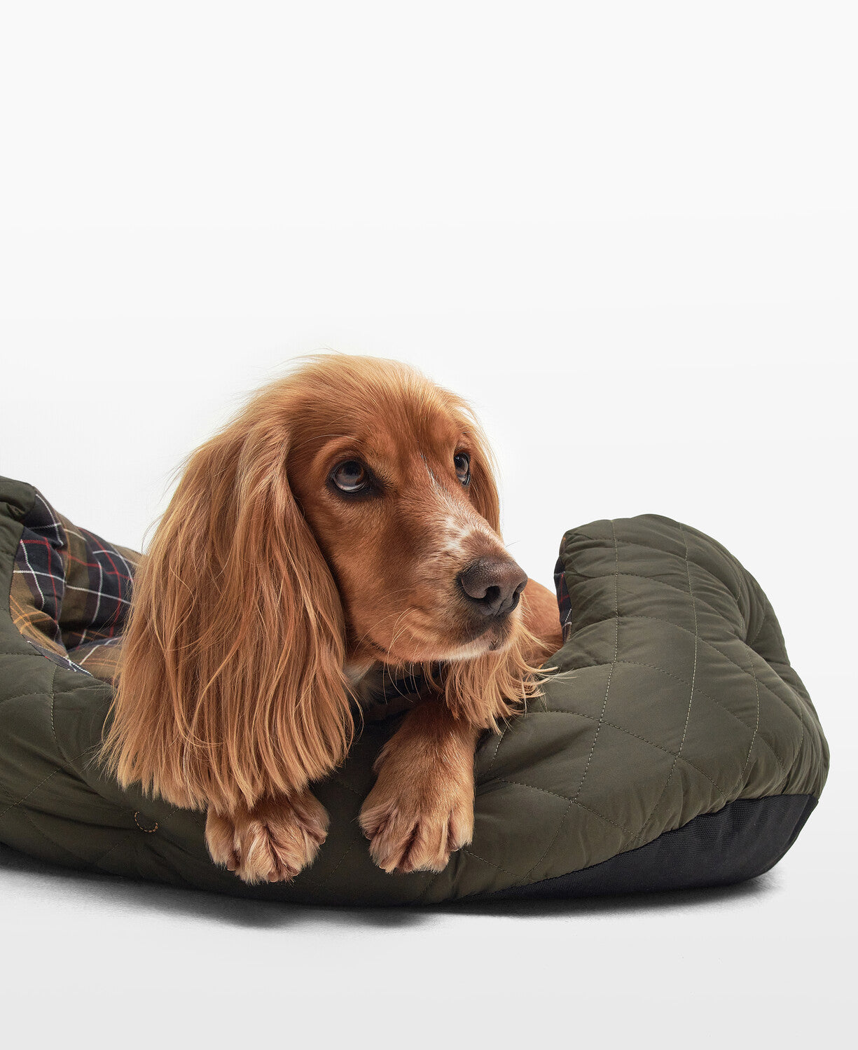 Barbour Hundebett gesteppt