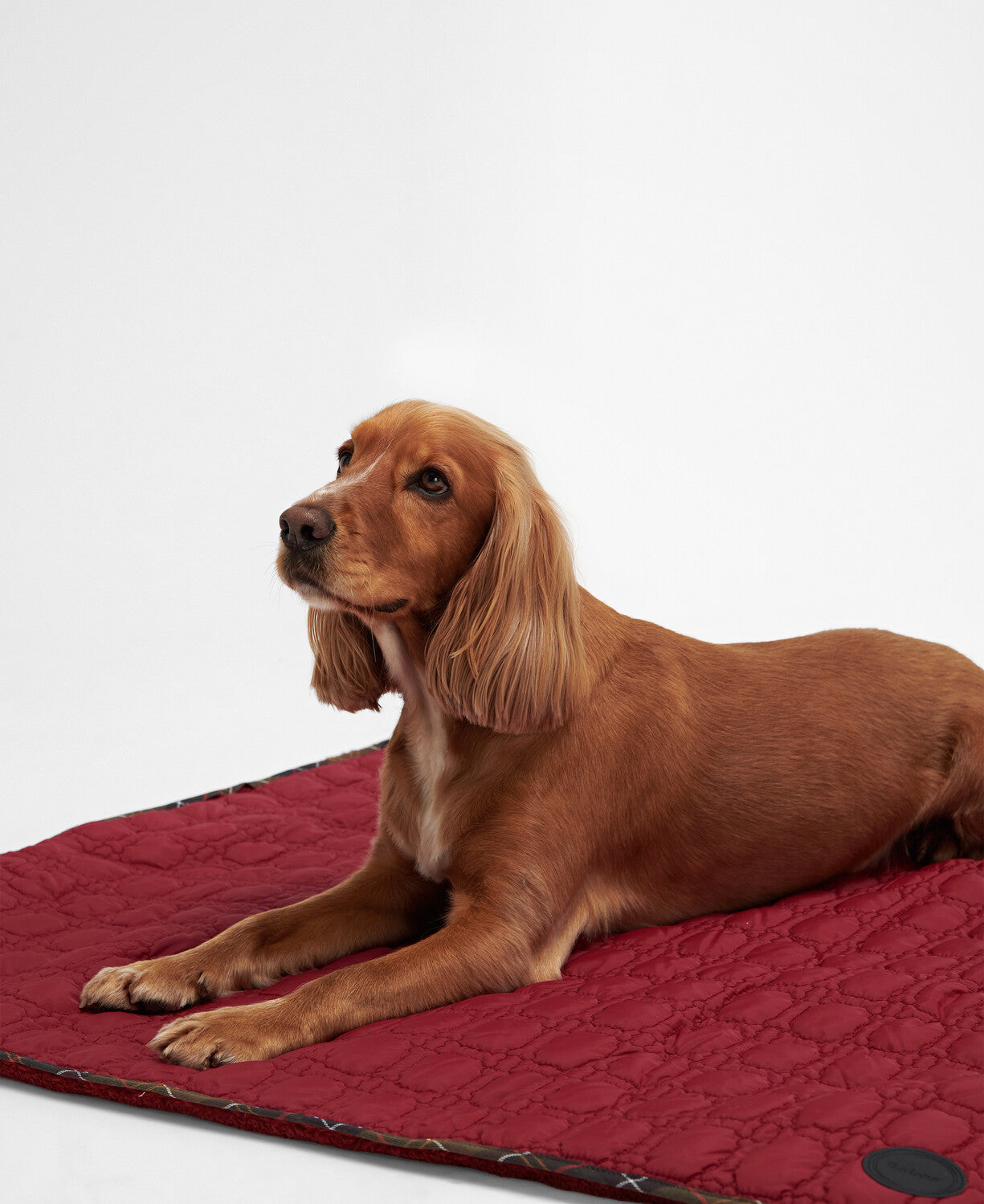 Barbour gesteppte Hundedecke