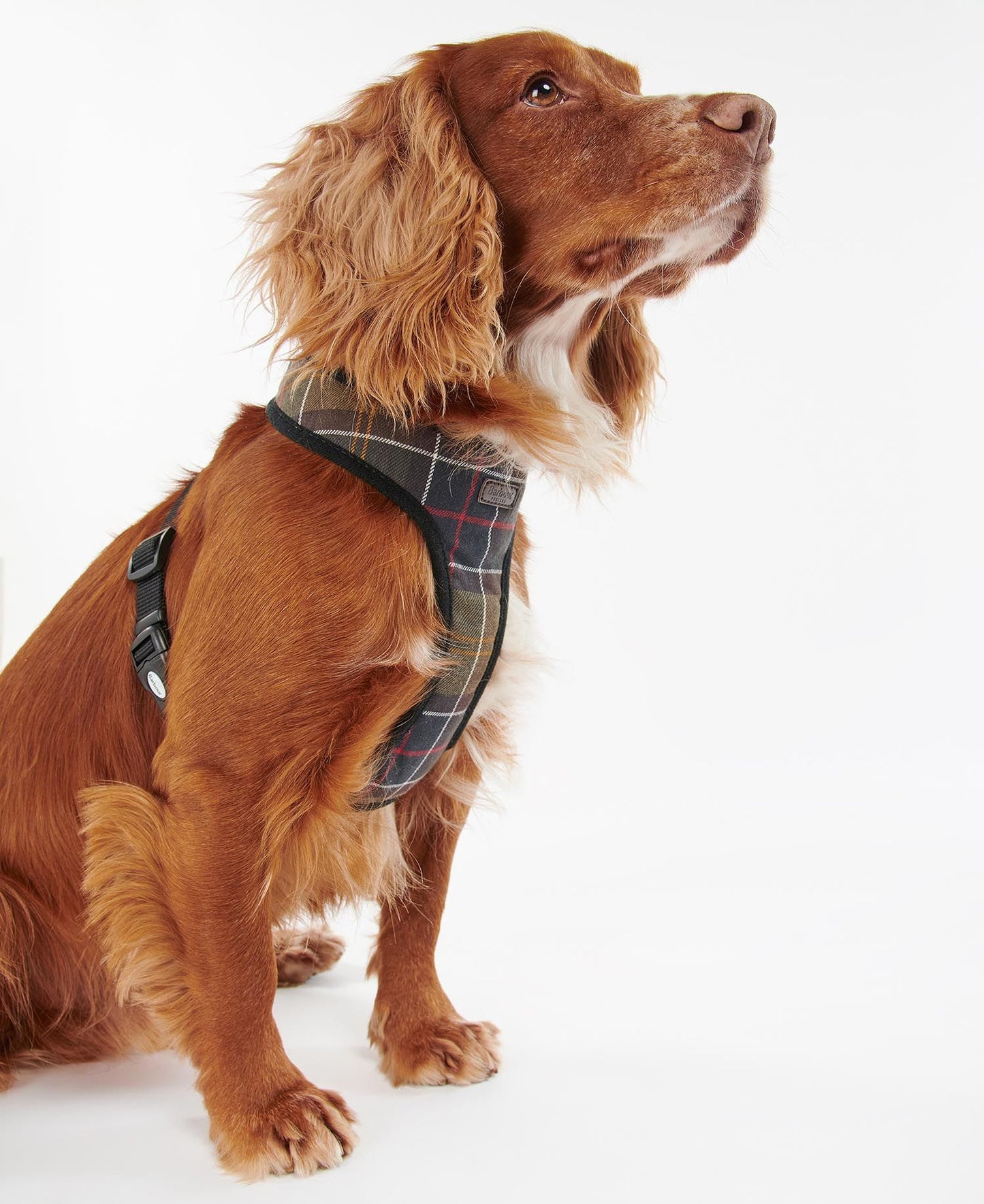 Barbour Hunde Geschirr