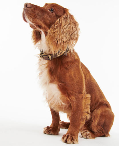 Barbour Hundehalsband aus Leder