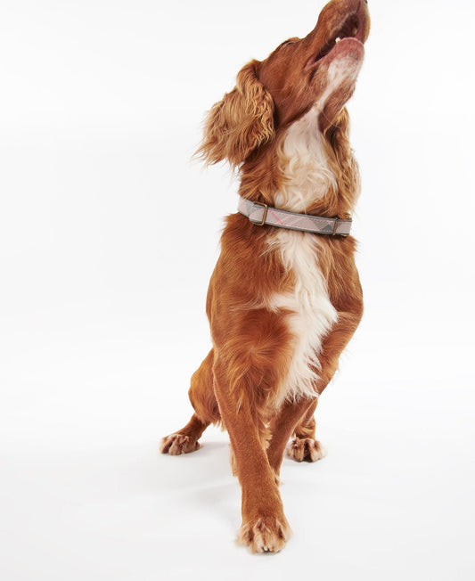 Barbour Reflective Dog Collar - reflektierendes Halsband