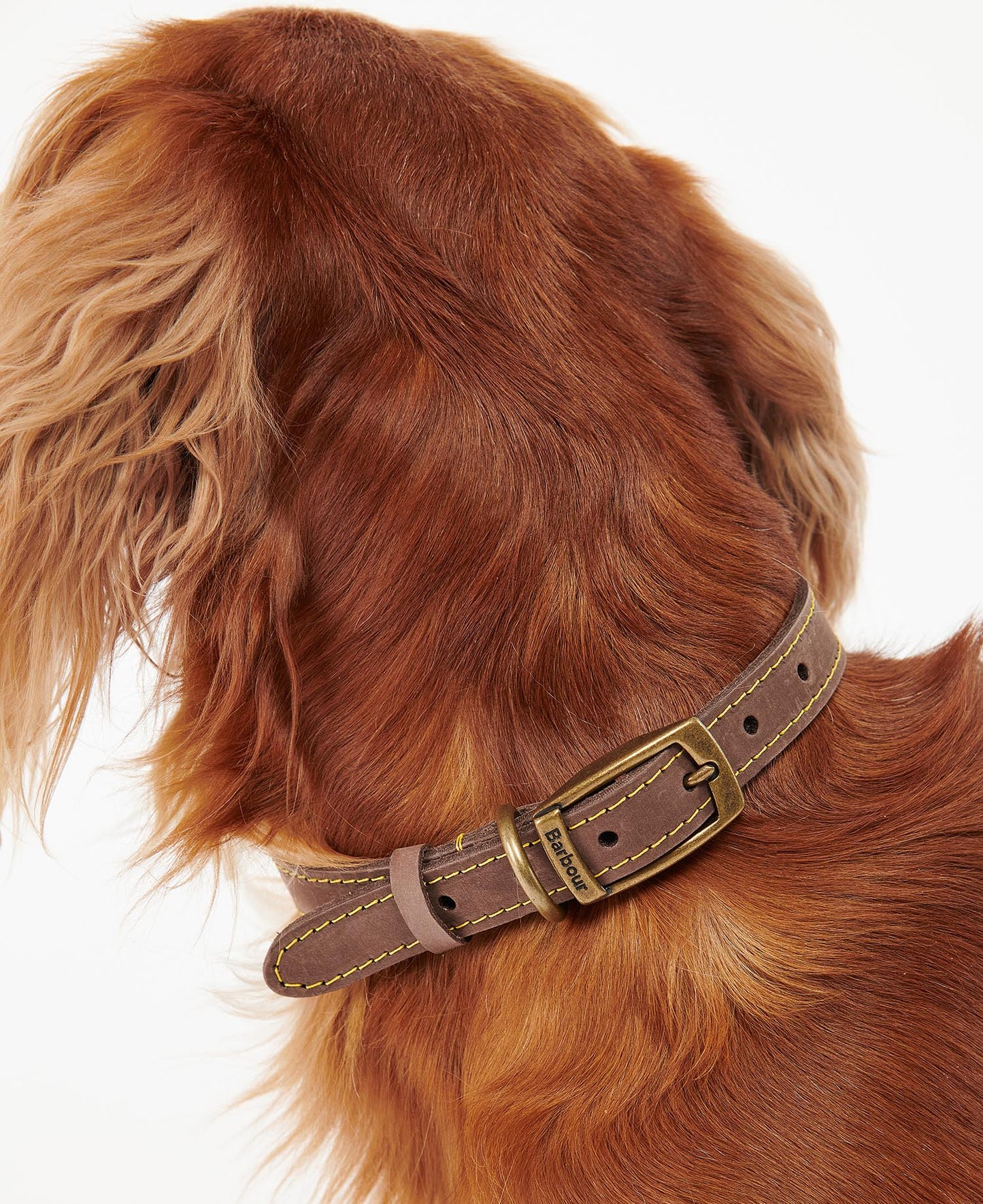 Barbour Hundehalsband aus Leder