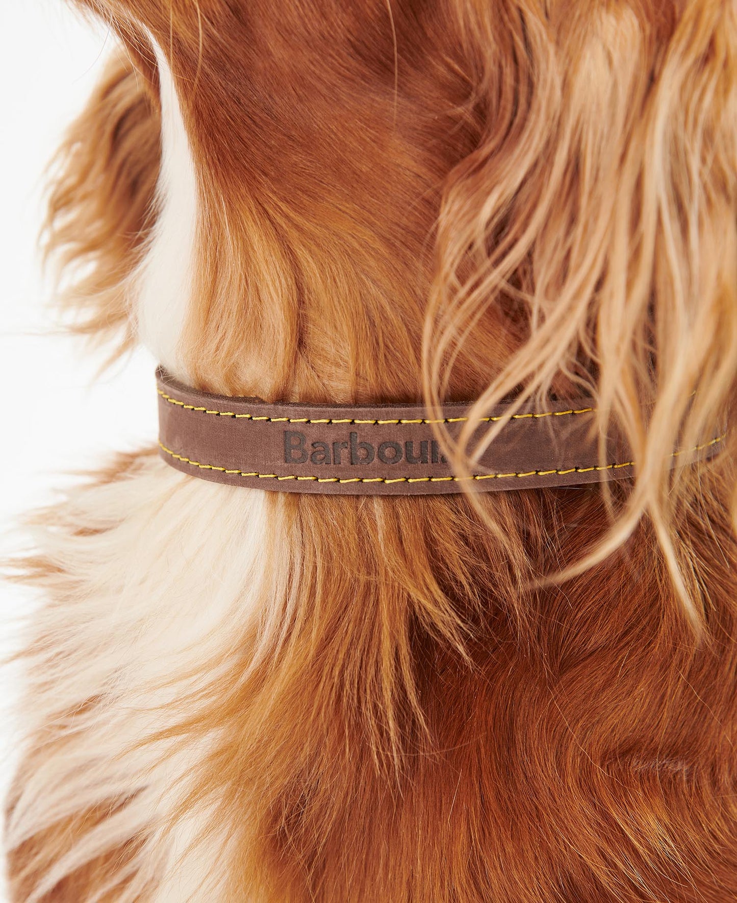 Barbour Hundehalsband aus Leder