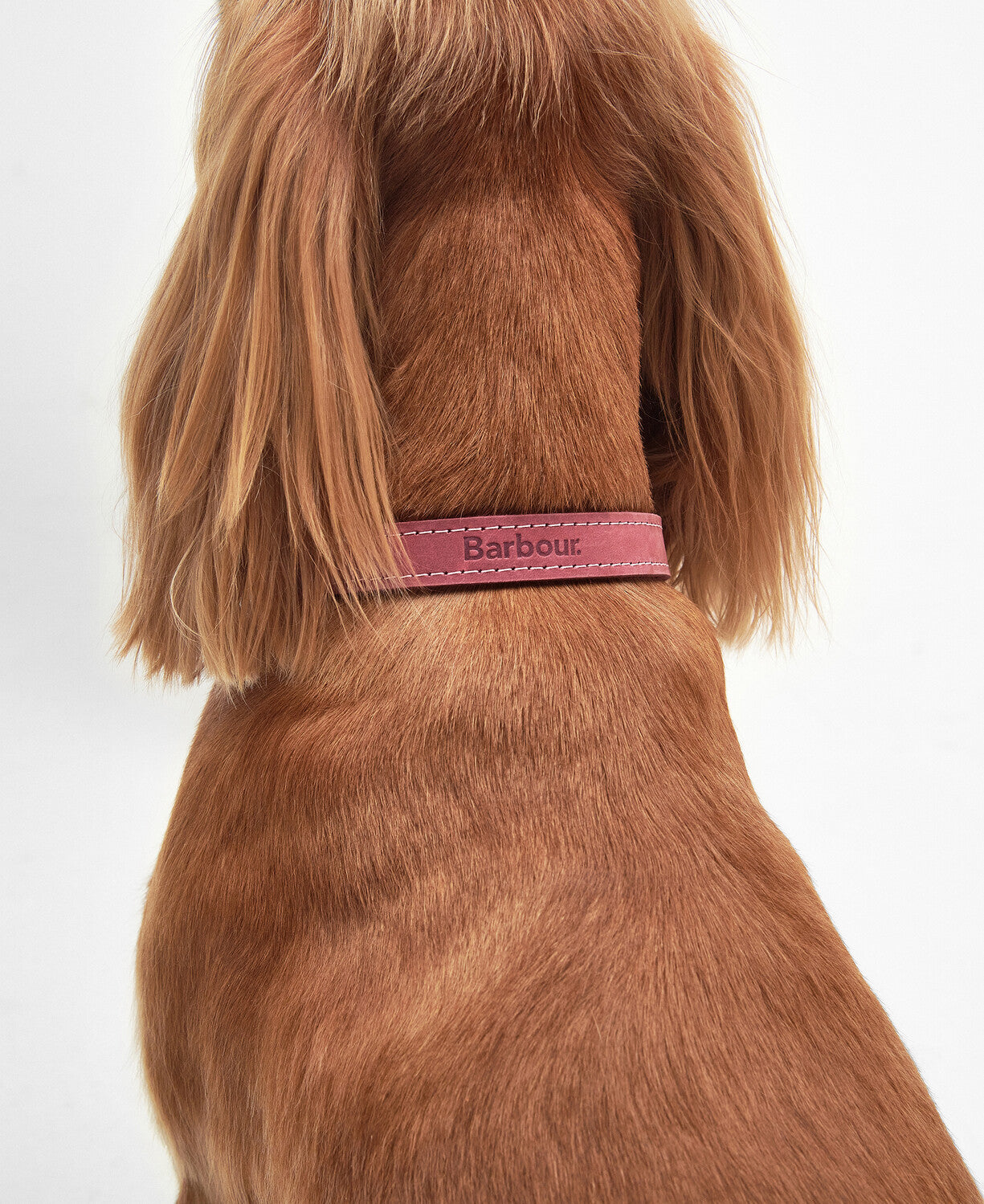 Barbour Hundehalsband aus Leder