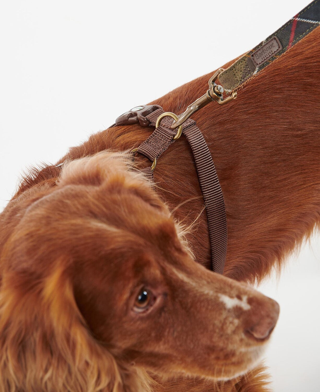 Barbour Hunde Geschirr Travel & Exercise