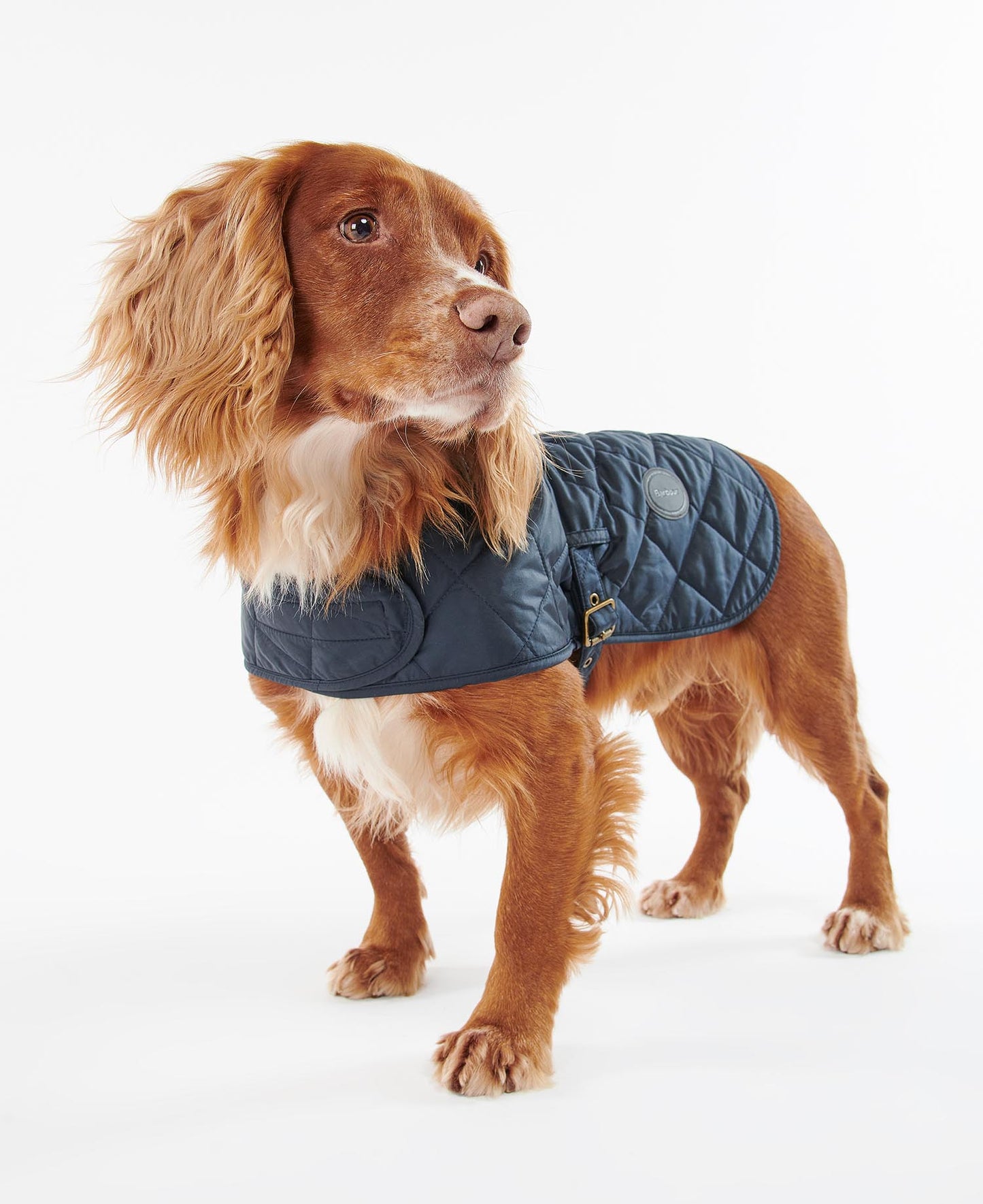 Barbour Hundemantel gesteppt