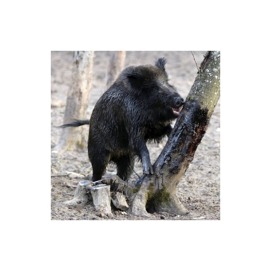 Wildlutscher Pinienteer