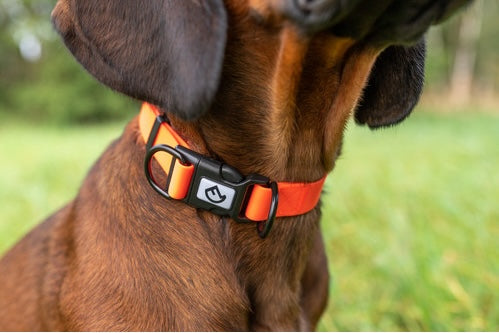 Farm-Land Halsband verstellbar