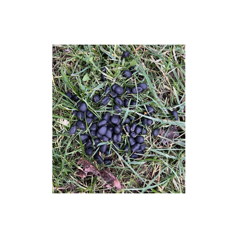 Wildlutscher Magic Boilies